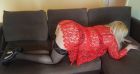 купить проститутку в Киеве (Наоми, рост: 151, вес: 41)